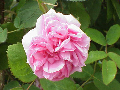 A rose from Kazanlak