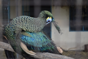 The peacock farm and exotic animals