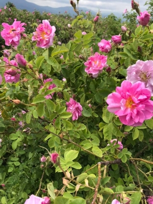 The Valley of Roses